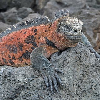 Galapagos - Floreana - Marine iguana